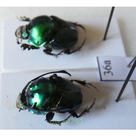 Proagoderus rangifer (Klug, 1855) pair Tanzania36a